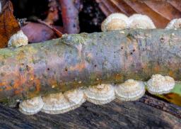 Stereum ochraceoflavum