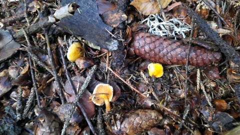 Hygrophoropsis aurantiaca