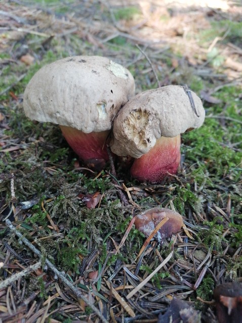 Caloboletus calopus