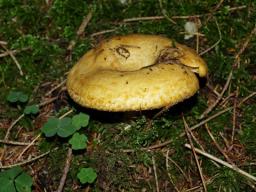 Lactarius scrobiculatus