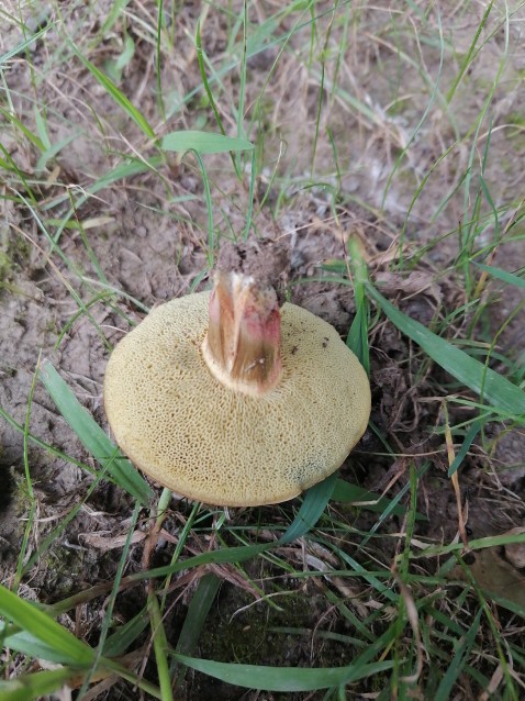 Rheubarbariboletus armeniacus