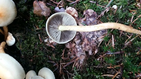 Hypholoma fasciculare