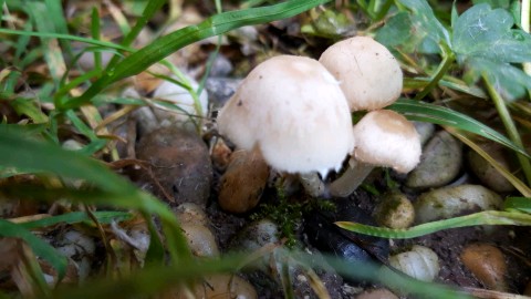 Candolleomyces candolleanus