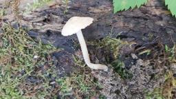 Inocybe tenebrosa
