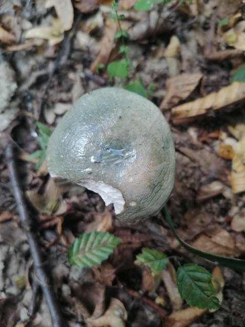 Russula virescens