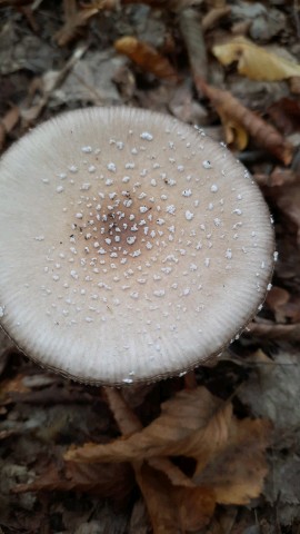 Amanita pantherina