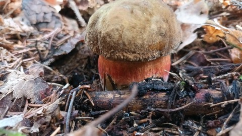 Neoboletus erythropus