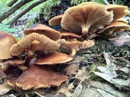 Kuehneromyces mutabilis