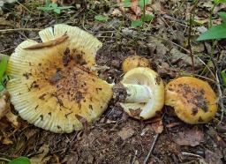 Russula subfoetens