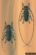 Monochamus galloprovincialis