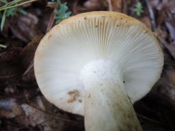 Russula curtipes