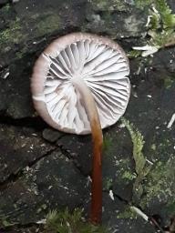 Marasmius wynneae