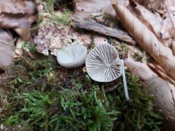 Mycena galericulata