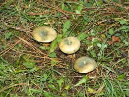 Lactarius semisanguifluus