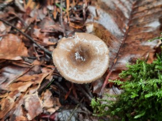 Rhizocybe pruinosa