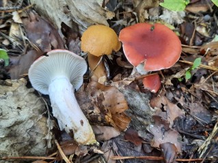 Gomphidius roseus