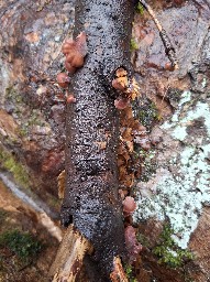 Panellus violaceofulvus