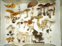 Cortinarius boreasensis