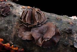 Sclerencoelia fascicularis