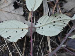 Phragmidium violaceum