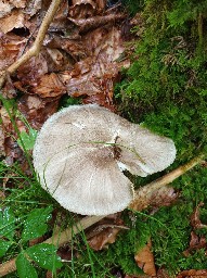 Megacollybia platyphylla