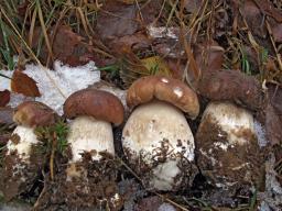 Boletus edulis