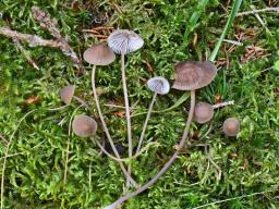 Mycena silvae-nigrae