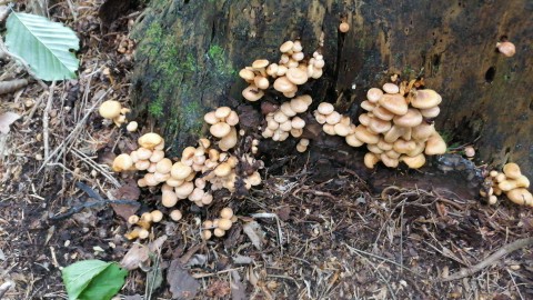 Hypholoma fasciculare