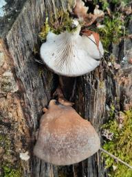 Pleurotus ostreatus