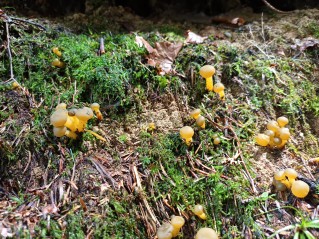 Leotia lubrica