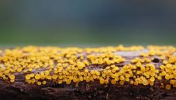 Calycina citrina