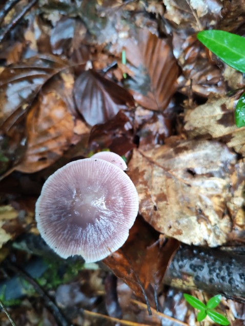 Mycena pura