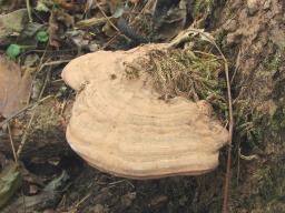 Ganoderma applanatum