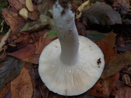 Russula cyanoxantha