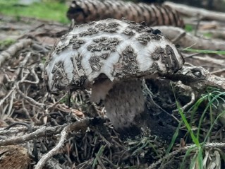 Strobilomyces strobilaceus