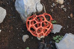 Clathrus ruber