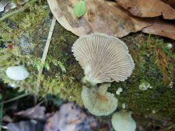 Schizophyllum commune