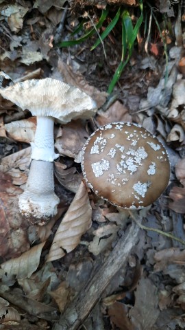 Amanita excelsa