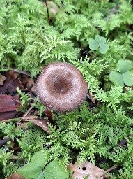 Rhizocybe pruinosa