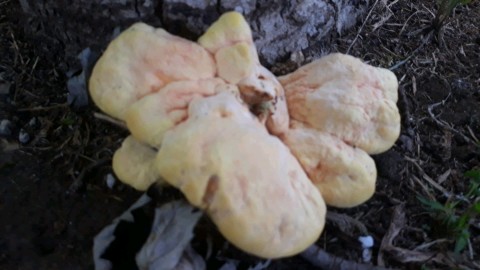 Laetiporus sulphureus