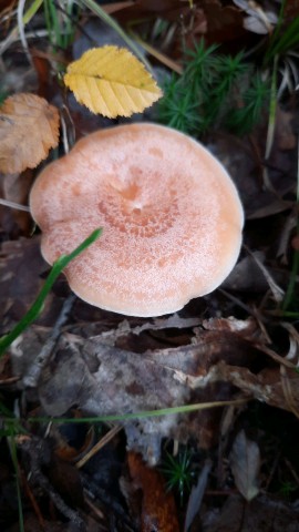 Lactarius chrysorrheus