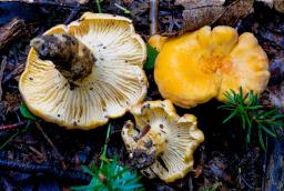 Cantharellus cibarius