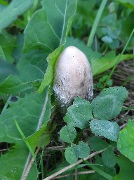 Coprinus comatus