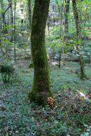 Desarmillaria tabescens