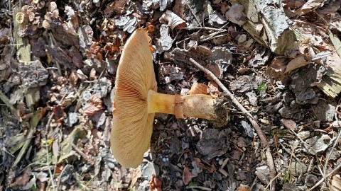 Phaeolepiota aurea