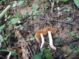 Cortinarius obtusus