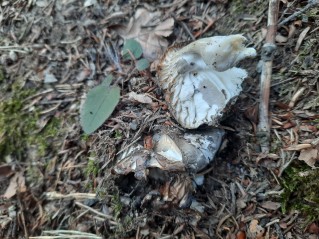 Hygrophorus marzuolus