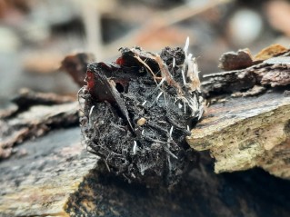 Xylaria carpophila