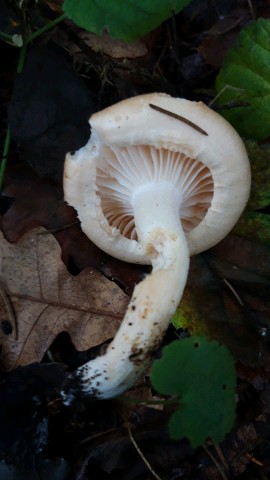 Hygrophorus nemoreus