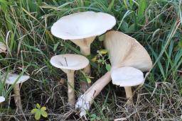 Infundibulicybe geotropa